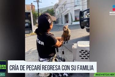 Pecarí regresa con su familia luego de ser rescatado 