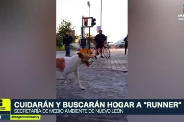 Perrita maratonista tendrá nuevo hogar en Nuevo León