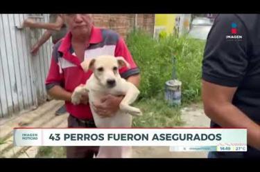 Un total de 43 caninos fueron rescatados por autoridades municipales de un domicilio ubicado en la Col. Residencial La Soledad, en San Pedro #Tlaquepaque, tras atenderse un reporte sobre las precarias condiciones e insalubridad en las que habitaban.

#NoticiasImagen

Síguenos en nuestras redes:

Instagram: https://www.instagram.com/imagentvgdl/
TikTok: https://www.tiktok.com/@imagennoticias
Twitter: https://twitter.com/ImagenTVGDL
Facebook: https://www.facebook.com/ImagenTVGDL/
Visita nuestro sitio Web: https://www.imagentv.com/guadalajara

Mantente siempre informado con las noticias sobre los acontecimientos más importantes a nivel nacional con Carolina Martínez.

¡Déjanos tus comentarios, da like, comparte y suscríbete!