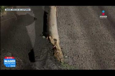 Una voluminosa rama de un árbol de eucalipto colapsó la noche anterior sobre un vehículo estacionado en el cruce de las calles Arco Alejandro y Arco Graciano, en la Col. Arcos de #Zapopan.
#NoticiasImagen
Síguenos en nuestras redes:
Instagram: https://www.instagram.com/imagentvgdl/
TikTok: https://www.tiktok.com/@imagennoticias
Twitter: https://twitter.com/ImagenTVGDL
Facebook: https://www.facebook.com/ImagenTVGDL/
Visita nuestro sitio Web: https://www.imagentv.com/guadalajara
Mantente siempre informado con las noticias sobre los acontecimientos más importantes a nivel nacional con Carolina Martínez.
¡Déjanos tus comentarios, da like, comparte y suscríbete!