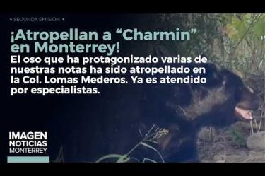 El famoso oso Charmin fue atropellado por un suejto que iba a presunto exceso de velocidad en Monterrey.
No te pierdas Imagen Noticias Monterrey con Claudia Ovalle de lunes a viernes por Imagen Televisión Monterrey.
Síguenos en nuestras redes
Instagram: https://www.instagram.com/imagentvmonterrey/
Twitter: https://twitter.com/ImagenTVMTY
Facebook: https://www.facebook.com/ImagenTVMTY/
Mantente siempre informado con las noticias sobre los acontecimientos más importantes a nivel nacional con Claudia Ovalle y Brenda Cavazos.
¡Dale like y suscríbete!