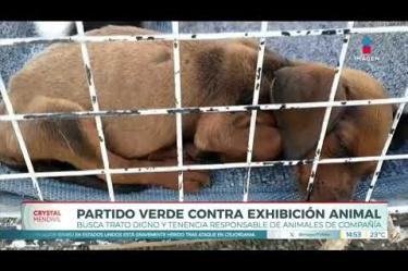 Jesús Sesma, recordó las nuevas disposiciones a la ley, que prohíben la exhibición prolongada de perros y gatos en vitrinas, jaulas y otros espacios destinados a su comercialización. Consideró que estas modificaciones priorizan el trato digno a los animales de compañía.