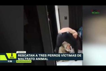 Un video difundido en redes muestra a un hombre golpeando a un perro en una casa de Almaterra, en Zapopan. Tras las imágenes, el refugio Buenos Chicos rescató a tres perros, que permanecen bajo resguardo. No te pierdas la Tercera Emisión de Imagen Noticias Guadalajara de lunes a viernes en punto de las 11:05 p.m. en el 3.1.
Síguenos en nuestras redes:
Instagram: https://www.instagram.com/imagentvgdl/
TikTok: https://www.tiktok.com/@imagennoticias
Twitter: https://twitter.com/ImagenTVGDL
Facebook: https://www.facebook.com/ImagenTVGDL/
Visita nuestro sitio Web: https://www.imagentv.com/guadalajara
Mantente siempre informado con las noticias sobre los acontecimientos más importantes a nivel nacional con Ricardo Camarena y Carolina Martínez.
¡Déjanos tus comentarios, da like, comparte y suscríbete!