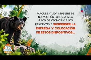 Ante los constantes avistamientos de osos en zonas habitacionales de San Pedro Garza García, #NuevoLeón, la unión de colonos comenzó a repartir tablas con clavos entre residentes para impedir que los animales ingresen a las viviendas.
#NoticiasImagen #ImagenNoticias530 Visita nuestro sitio web: http://www.imagentv.com
No te pierdas Imagen Noticias 5:30 con Marlene Stahl, Nuria Gil y Adriana Treviño de lunes a viernes por Imagen Televisión.
TikTok 5:30: https://www.tiktok.com/@imagennoticias530
TikTok Noticias: https://www.tiktok.com/@imagennoticias
Instagram 5:30: https://www.instagram.com/imagennoticias530
Instagram Noticias: https://www.instagram.com/imagentvnoticias/
X 5:30: https://x.com/imagen530
X Noticias: https://twitter.com/ImagenNoticias_
X Televisión: https://twitter.com/ImagenTVMex
Facebook Noticias: https://www.facebook.com/ImagenTVNoticias
Aquí encontrarás la mejor información nacional e internacional de Imagen Noticias con Francisco Zea, Nacho Lozano, Crystal Mendivil, Enrique Sánchez y Paola Rojas.