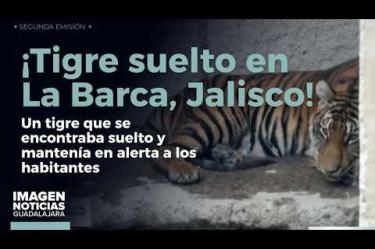 Las autoridades lograron la captura de un tigre que se encontraba suelto y mantenía en alerta a los habitantes de las comunidades de San José de las Moras y La Providencia, en el municipio de La Barca, #Jalisco.
#NoticiasImagen
Síguenos en nuestras redes:
Instagram: https://www.instagram.com/imagentvgdl/
TikTok: https://www.tiktok.com/@imagennoticias
Twitter: https://twitter.com/ImagenTVGDL
Facebook: https://www.facebook.com/ImagenTVGDL/
Visita nuestro sitio Web: https://www.imagentv.com/guadalajara
Mantente siempre informado con las noticias sobre los acontecimientos más importantes a nivel nacional con Carolina Martínez.
¡Déjanos tus comentarios, da like, comparte y suscríbete!