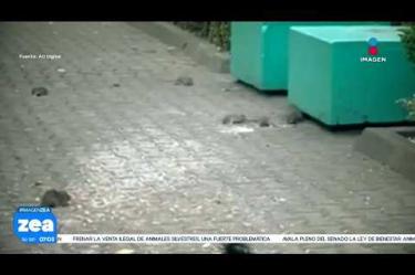 Vecinos de la alcaldía Álvaro Obregón denuncian una plaga de ratas en el Parque de las Fuentes, aseguran que los roedores corren libremente por las jardineras, zonas de juegos infantiles y mascotas.