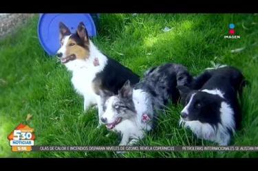 Con precisión y rapidez, los perros rescatistas de la #CruzRoja demostraron su adiestramiento en #Toluca tras lograr certificaciones internacionales; estos binomios caninos reafirman que no hay tecnología que supere su olfato en situaciones de desastre.
#NoticiasImagen #ImagenNoticias530 Visita nuestro sitio web: http://www.imagentv.com
No te pierdas Imagen Noticias 5:30 con Marlene Stahl, Nuria Gil y Adriana Treviño de lunes a viernes por Imagen Televisión.
TikTok 5:30: https://www.tiktok.com/@imagennoticias530
TikTok Noticias: https://www.tiktok.com/@imagennoticias
Instagram 5:30: https://www.instagram.com/imagennoticias530
Instagram Noticias: https://www.instagram.com/imagentvnoticias/
X 5:30: https://x.com/imagen530
X Noticias: https://twitter.com/ImagenNoticias_
X Televisión: https://twitter.com/ImagenTVMex
Facebook Noticias: https://www.facebook.com/ImagenTVNoticias
Aquí encontrarás la mejor información nacional e internacional de Imagen Noticias con Francisco Zea, Nacho Lozano, Crystal Mendivil, Enrique Sánchez y Paola Rojas.