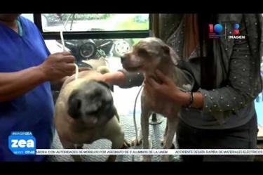 Tras pasar años olvidados en una azotea de Naucalpan, los perritos “Timón” y “Pumba” fueron rescatados. Ya recibieron atención médica y ahora buscan una nueva familia dispuesta adoptarlos juntos. 

#LoDijoZea #NoticiasImagen #ImagenNoticias 

Visita nuestro sitio web: http://www.imagentv.com

No te pierdas Imagen Noticias con Francisco Zea de lunes a viernes en punto de las 6:30 am por Imagen Televisión.

TikTok: https://www.tiktok.com/@imagennoticias

Instagram Imagen Noticias con Francisco Zea: https://www.instagram.com/imagenzea 
Instagram: https://www.instagram.com/imagentvnoticias/

X Imagen Noticias con Francisco Zea: https://x.com/imagenZea 
X Noticias: https://twitter.com/ImagenNoticias_
X Televisión: https://twitter.com/ImagenTVMex 
 
Facebook Imagen Noticias con Francisco Zea: https://www.facebook.com/ImagenZea/ 
Facebook: https://www.facebook.com/ImagenTVNoticias
 
Aquí encontrarás la mejor información nacional e internacional de Imagen Noticias con Francisco Zea, Nacho Lozano, Crystal Mendivil, Enrique Sánchez y Paola Rojas.
