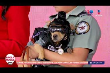 “Comando” es un chihuahua que se volvió viral tras ser adoptado por la Guardia Nacional para acercarse a la población. Hoy nos visitó en el foro para contarnos su historia y hablar sobre la labor de los binomios caninos de las Fuerzas Armadas.