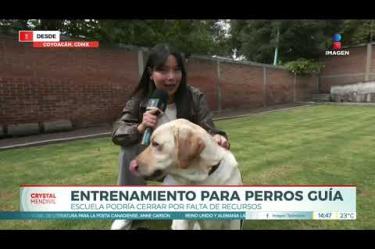 "Tenemos un riesgo de cierre debido a la disminución de donativos, por ello implementamos esta campaña en gofundme para que nos ayuden a que la institución permanezca y siga donando perros guía a personas ciegas".