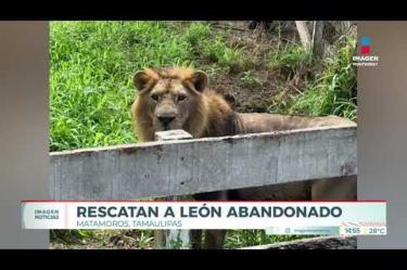 Encuentran a un león abandonado y en malas condiciones en Tamaulipas. 

No te pierdas Imagen Noticias Monterrey con Claudia Ovalle de lunes a viernes por Imagen Televisión Monterrey.
 
Síguenos en nuestras redes
Instagram: https://www.instagram.com/imagentvmonterrey/
Twitter: https://twitter.com/ImagenTVMTY
Facebook: https://www.facebook.com/ImagenTVMTY/

Mantente siempre informado con las noticias sobre los acontecimientos más importantes a nivel nacional con Claudia Ovalle y Brenda Cavazos.


¡Dale like y suscríbete!