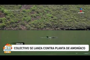 Greenpeace México y la Organización Conexiones Climáticas lanzaron campañas de apoyo a "El Pechocho", un famoso delfín nariz de botella silvestre cuyo hogar podría estar en riesgo ante una planta de amoniaco que se quiere construir en Topolobampo, #Sinaloa.
#NoticiasImagen #ImagenNoticias530 Visita nuestro sitio web: http://www.imagentv.com
No te pierdas Imagen Noticias 5:30 con Marlene Stahl, Nuria Gil y Adriana Treviño de lunes a viernes por Imagen Televisión.
TikTok 5:30: https://www.tiktok.com/@imagennoticias530
TikTok Noticias: https://www.tiktok.com/@imagennoticias
Instagram 5:30: https://www.instagram.com/imagennoticias530
Instagram Noticias: https://www.instagram.com/imagentvnoticias/
X 5:30: https://x.com/imagen530
X Noticias: https://twitter.com/ImagenNoticias_
X Televisión: https://twitter.com/ImagenTVMex
Facebook Noticias: https://www.facebook.com/ImagenTVNoticias
Aquí encontrarás la mejor información nacional e internacional de Imagen Noticias con Francisco Zea, Nacho Lozano, Crystal Mendivil, Enrique Sánchez y Paola Rojas.