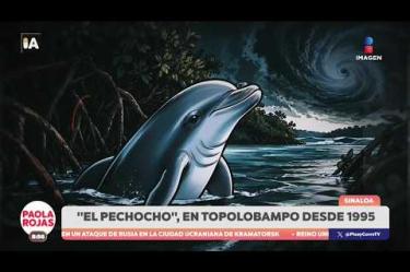 Organizaciones y pobladores advierten sobre el riesgo que representan los procesos de la planta de producción de amoniaco para el hábitat del famoso delfín “El Pechocho” en Topolobampo.