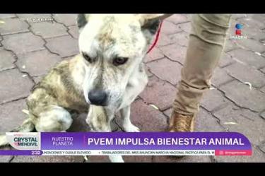 Los animales recibirán atención veterinaria y el presunto agresor fue detenido.