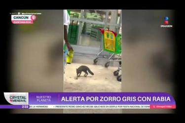 El animal fue sometido a eutanasia.
#NuestroPlaneta