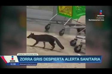Una bebé está fuera de peligro tras ser rasguñada en Cancún por una zorra gris con rabia. La Secretaría de Salud de Quintana Roo pide a quienes tuvieron contacto con el animal afuera de un supermercado el 3 de octubre acudir de inmediato a evaluación médica. ¡Como nadie en la noche! #ImagenNoticias con Nacho Lozano de lunes a viernes a las 10:30 pm en el 3.1 #ImagenTelevisión.
Visita nuestro sitio Web: http://bit.ly/2nT2Wz5
Síguenos en nuestras redes:
Instagram: @imagentvnoticias
Tiktok: @imagennoticias
X: @ImagenNoticias_
Facebook: https://www.facebook.com/ImagenTVNoticias/
Aquí encontrarás la mejor información nacional e internacional de Imagen Noticias con Francisco Zea, Paola Rojas, Crystal Mendivil y Nacho Lozano.