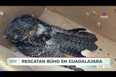 Un ciudadano puso a salvo a un búho que se encontraba herido y revoloteando en las inmediaciones de la Glorieta de la Estampida, en el cruce de las Av. Niños Héroes y López Mateos, en #Guadalajara.