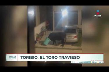Un toro conocido por los vecinos como "Toribio" generó alarma y destrozos en el fraccionamiento Los Tréboles, en #Zapopan, tras atorarse la cabeza dentro de un bote de basura mientras buscaba alimento.
#NoticiasImagen
Síguenos en nuestras redes:
Instagram: https://www.instagram.com/imagentvgdl/
TikTok: https://www.tiktok.com/@imagennoticias
Twitter: https://twitter.com/ImagenTVGDL
Facebook: https://www.facebook.com/ImagenTVGDL/
Visita nuestro sitio Web: https://www.imagentv.com/guadalajara
Mantente siempre informado con las noticias sobre los acontecimientos más importantes a nivel nacional con Carolina Martínez.
¡Déjanos tus comentarios, da like, comparte y suscríbete!