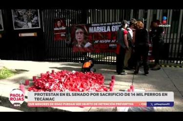 La ambientalista Zyanya Polastri y activistas acudieron al Senado para exigir acciones contra la senadora Mariela Gutiérrez, tras la muerte de alrededor de 10 mil perros en Tecámac.