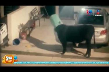 En #Monterrey tienen a "Charmín", el famoso oso que se pasea por las calles buscando comida, pero en #Zapopan no se quedan atrás porque tienen a "Toribio", un toro que trae de cabeza a los vecinos de un fraccionamiento al salir a buscar comida.
#NoticiasImagen #ImagenNoticias530 Visita nuestro sitio web: http://www.imagentv.com
No te pierdas Imagen Noticias 5:30 con Marlene Stahl, Nuria Gil y Adriana Treviño de lunes a viernes por Imagen Televisión.
TikTok 5:30: https://www.tiktok.com/@imagennoticias530
TikTok Noticias: https://www.tiktok.com/@imagennoticias
Instagram 5:30: https://www.instagram.com/imagennoticias530
Instagram Noticias: https://www.instagram.com/imagentvnoticias/
X 5:30: https://x.com/imagen530
X Noticias: https://twitter.com/ImagenNoticias_
X Televisión: https://twitter.com/ImagenTVMex
Facebook Noticias: https://www.facebook.com/ImagenTVNoticias
Aquí encontrarás la mejor información nacional e internacional de Imagen Noticias con Francisco Zea, Nacho Lozano, Crystal Mendivil, Enrique Sánchez y Paola Rojas.