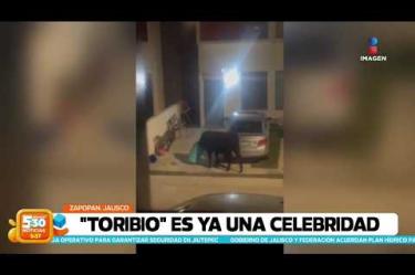 "Toribio" ya es toda una celebridad en un fraccionamiento de #Zapopan, el toro que fue captado con la cabeza atorada en un bote de basura y que hasta terminó golpeando un automóvil en su intento por liberarse, ahora provoca curiosidad, asombro y hasta simpatía entre los vecinos.
#NoticiasImagen #ImagenNoticias530 Visita nuestro sitio web: http://www.imagentv.com
No te pierdas Imagen Noticias 5:30 con Marlene Stahl, Nuria Gil y Adriana Treviño de lunes a viernes por Imagen Televisión.
TikTok 5:30: https://www.tiktok.com/@imagennoticias530
TikTok Noticias: https://www.tiktok.com/@imagennoticias
Instagram 5:30: https://www.instagram.com/imagennoticias530
Instagram Noticias: https://www.instagram.com/imagentvnoticias/
X 5:30: https://x.com/imagen530
X Noticias: https://twitter.com/ImagenNoticias_
X Televisión: https://twitter.com/ImagenTVMex
Facebook Noticias: https://www.facebook.com/ImagenTVNoticias
Aquí encontrarás la mejor información nacional e internacional de Imagen Noticias con Francisco Zea, Nacho Lozano, Crystal Mendivil, Enrique Sánchez y Paola Rojas.