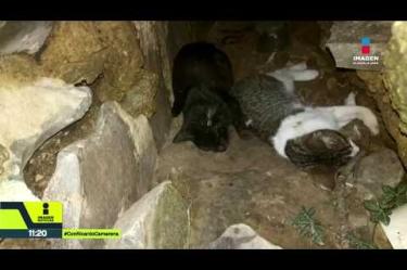 Denunciaron la muerte de 16 gatos en el Parque Alcalde de Guadalajara por un presunto envenenamiento; otros cuatro están desaparecidos. La Fiscalía de Jalisco anunció que iniciará las investigaciones este viernes.