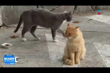 La Fiscalía del Estado inició una carpeta de investigación tras el hallazgo de 16 gatos sin vida y la desaparición de cuatro más dentro del Parque Alcalde, en #Guadalajara.

#NoticiasImagen

Síguenos en nuestras redes:

Instagram: https://www.instagram.com/imagentvgdl/
TikTok: https://www.tiktok.com/@imagennoticias
Twitter: https://twitter.com/ImagenTVGDL
Facebook: https://www.facebook.com/ImagenTVGDL/
Visita nuestro sitio Web: https://www.imagentv.com/guadalajara

Mantente siempre informado con las noticias sobre los acontecimientos más importantes a nivel nacional con Erick Breguer.

¡Déjanos tus comentarios, da like, comparte y suscríbete!