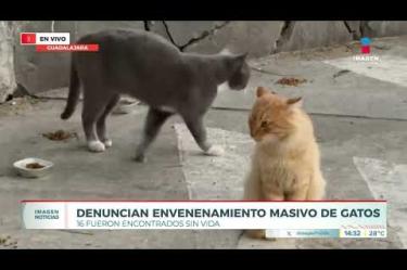 Un colectivo vecinal dedicado a alimentar y cuidar animales en el Parque Alcalde, en #Guadalajara, confirmó la muerte de 16 felinos y la desaparición de cuatro más dentro del recinto.

#NoticiasImagen

Síguenos en nuestras redes:

Instagram: https://www.instagram.com/imagentvgdl/
TikTok: https://www.tiktok.com/@imagennoticias
Twitter: https://twitter.com/ImagenTVGDL
Facebook: https://www.facebook.com/ImagenTVGDL/
Visita nuestro sitio Web: https://www.imagentv.com/guadalajara

Mantente siempre informado con las noticias sobre los acontecimientos más importantes a nivel nacional con Carolina Martínez.

¡Déjanos tus comentarios, da like, comparte y suscríbete!