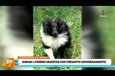 Luego de que se diera a conocer el presunto envenenamiento de perros en el Parque España en la Col. Condesa, de los seis casos reportados se confirmó la muerte de un cuarto perrito por consumir pastillas azules escondidas en pedazos de salchichas.
#NoticiasImagen #ImagenNoticias530
Visita nuestro sitio web: http://www.imagentv.com
No te pierdas Imagen Noticias 5:30 con Marlene Stahl, Nuria Gil y Adriana Treviño de lunes a viernes por Imagen Televisión.
TikTok 5:30: https://www.tiktok.com/@imagennoticias530
TikTok Noticias: https://www.tiktok.com/@imagennoticias
Instagram 5:30: https://www.instagram.com/imagennoticias530
Instagram Noticias: https://www.instagram.com/imagentvnoticias/
X 5:30: https://x.com/imagen530
X Noticias: https://twitter.com/ImagenNoticias_
X Televisión: https://twitter.com/ImagenTVMex
Facebook Noticias: https://www.facebook.com/ImagenTVNoticias
Aquí encontrarás la mejor información nacional e internacional de Imagen Noticias con Francisco Zea, Nacho Lozano, Crystal Mendivil, Enrique Sánchez y Paola Rojas.
