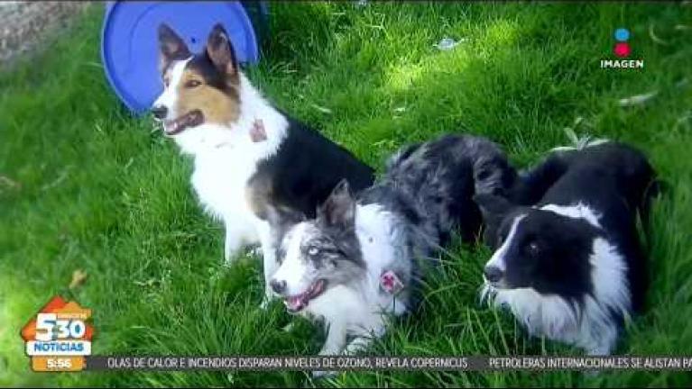 Con precisión y rapidez, los perros rescatistas de la #CruzRoja demostraron su adiestramiento en #Toluca tras lograr certificaciones internacionales; estos binomios caninos reafirman que no hay tecnología que supere su olfato en situaciones de desastre.

#NoticiasImagen #ImagenNoticias530 Visita nuestro sitio web: http://www.imagentv.com

No te pierdas Imagen Noticias 5:30 con Marlene Stahl, Nuria Gil y Adriana Treviño de lunes a viernes por Imagen Televisión.

TikTok 5:30: https://www.tiktok.com/@imagennoticias530 
TikTok Noticias: https://www.tiktok.com/@imagennoticias

Instagram 5:30: https://www.instagram.com/imagennoticias530 
Instagram Noticias: https://www.instagram.com/imagentvnoticias/

X 5:30: https://x.com/imagen530 
X Noticias: https://twitter.com/ImagenNoticias_
X Televisión: https://twitter.com/ImagenTVMex
 
Facebook Noticias: https://www.facebook.com/ImagenTVNoticias
 
Aquí encontrarás la mejor información nacional e internacional de Imagen Noticias con Francisco Zea, Nacho Lozano, Crystal Mendivil, Enrique Sánchez y Paola Rojas.